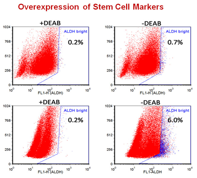 overrexpressing stem cell markers 650