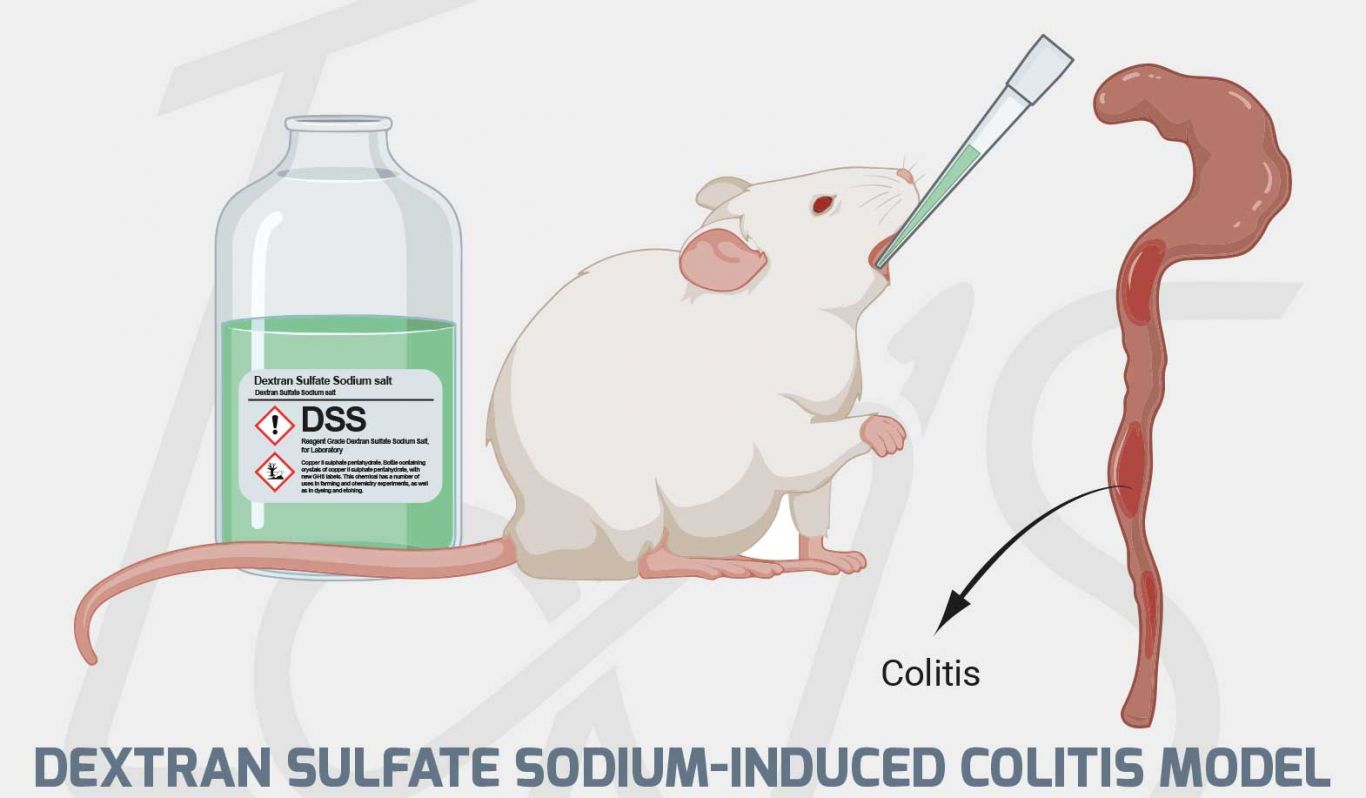 dss colitis model – dss in mice – YWGSR