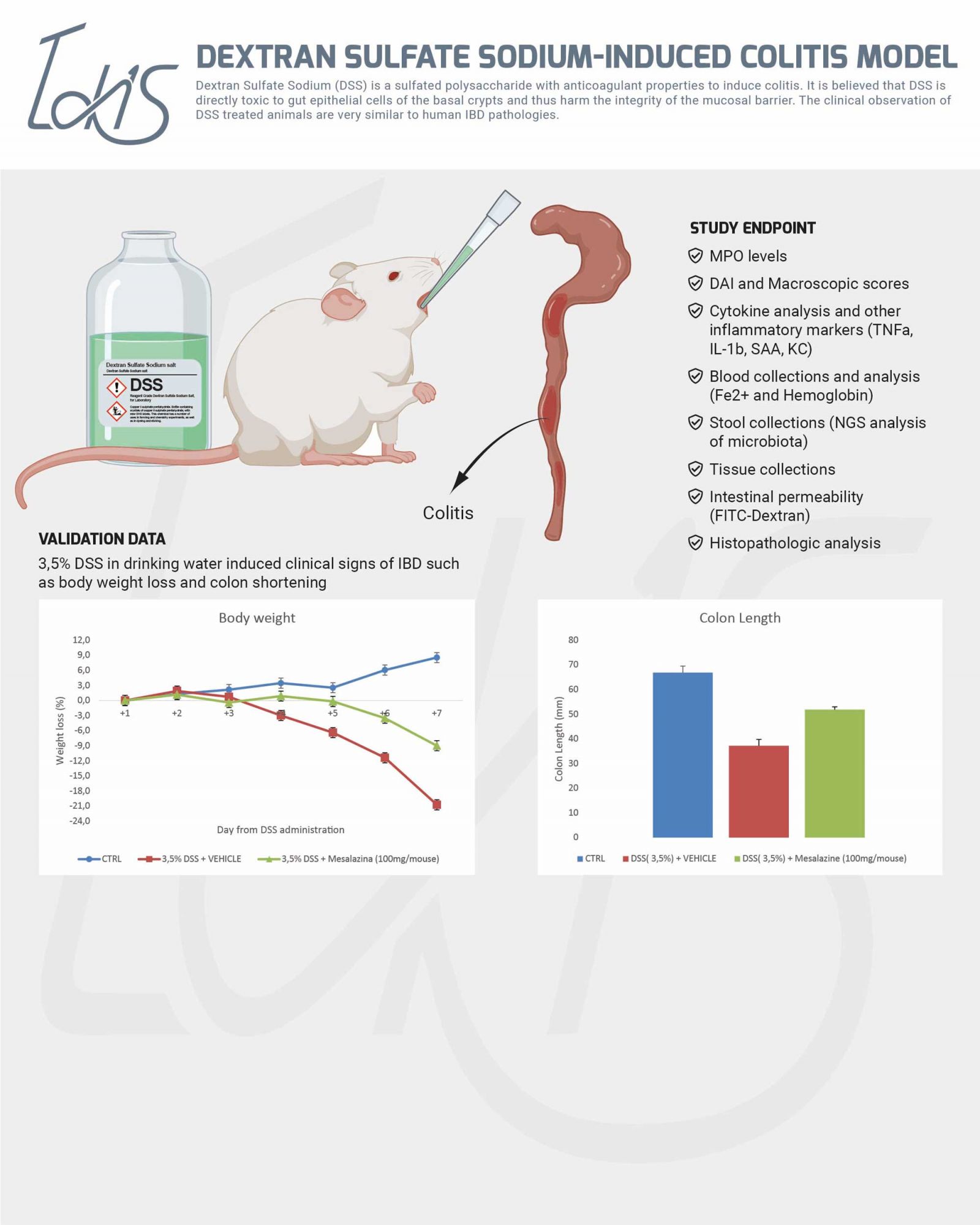 TNBSInduced Colitis Model