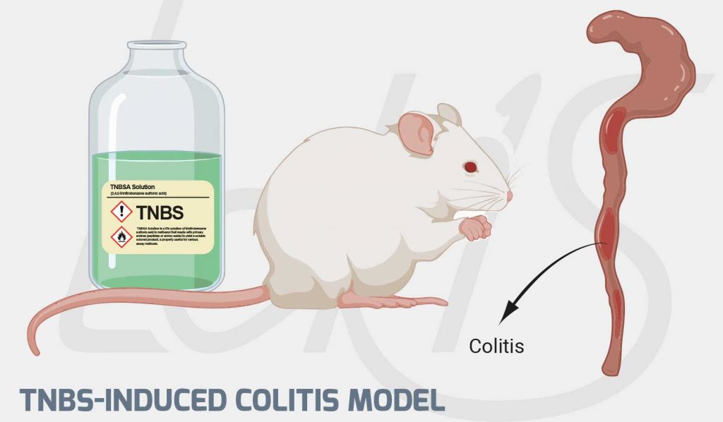 TNBSInduced Colitis Model